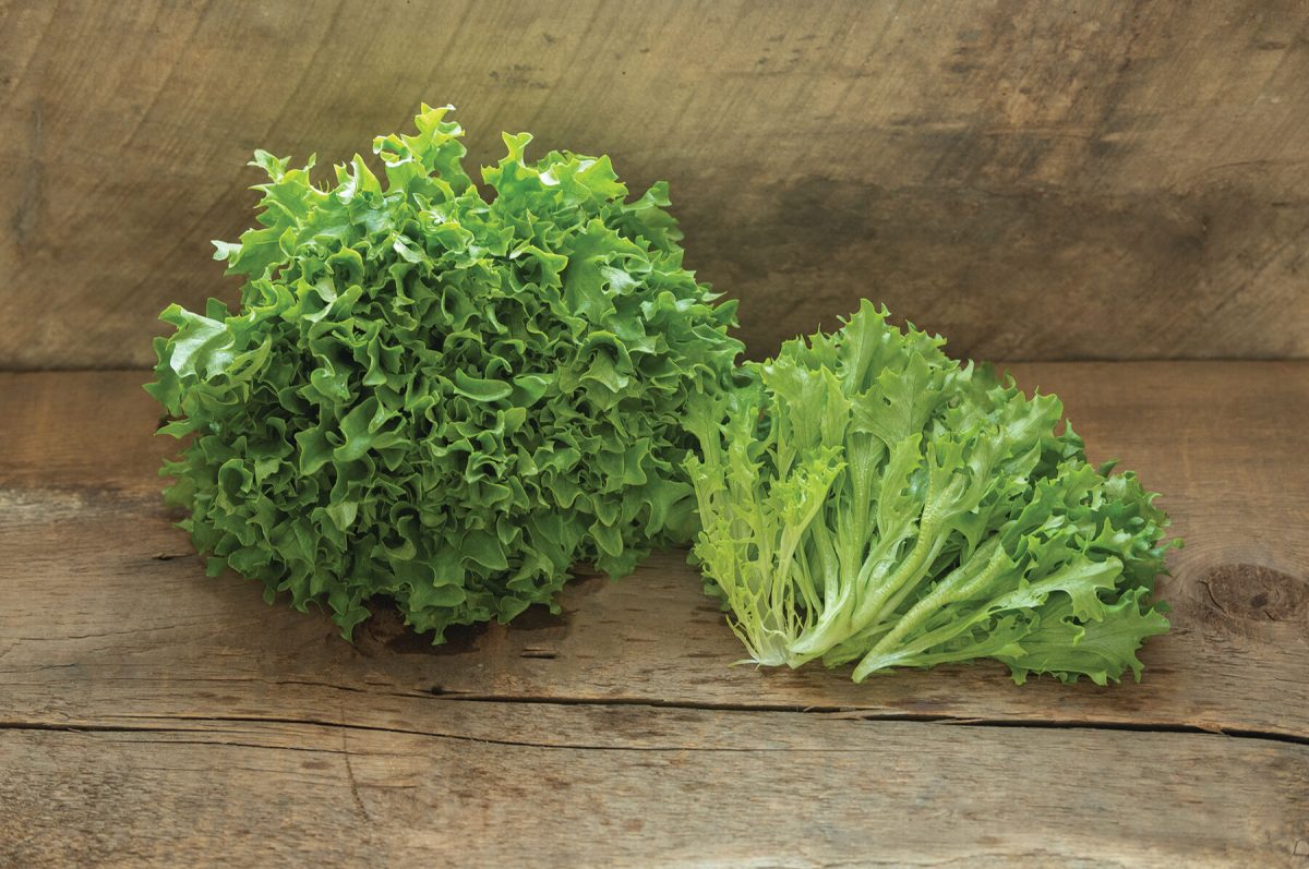 Intercut – Lettuce Seed